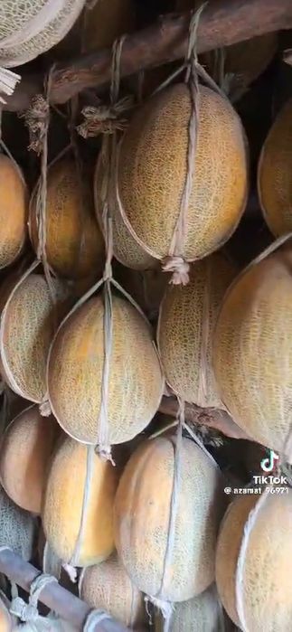 Қауын Шымкент қаласы