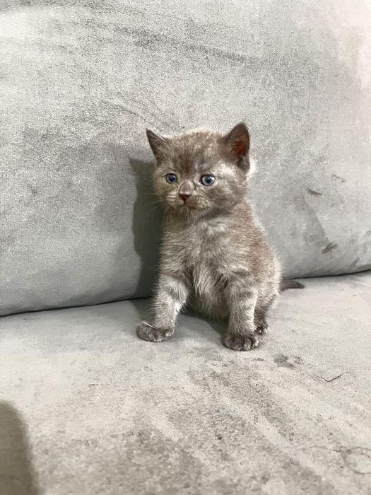 Продам котёнка шотландский