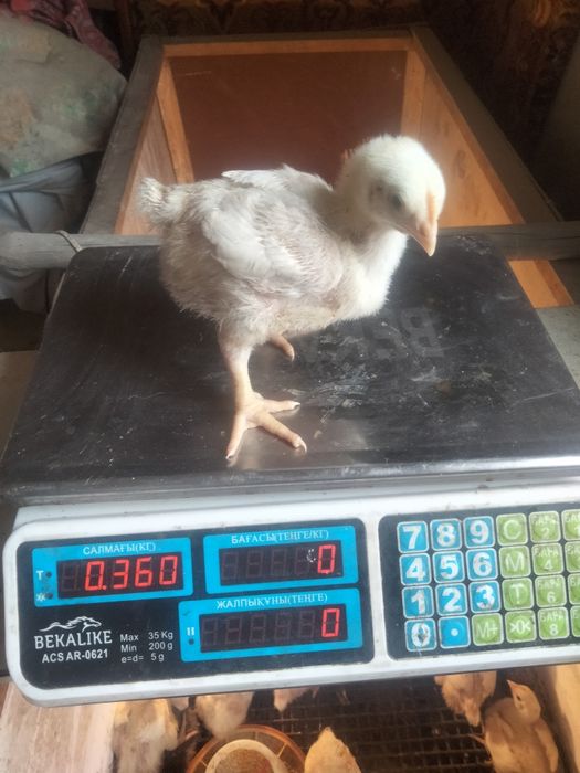 Распродажа бройлерных цыплят