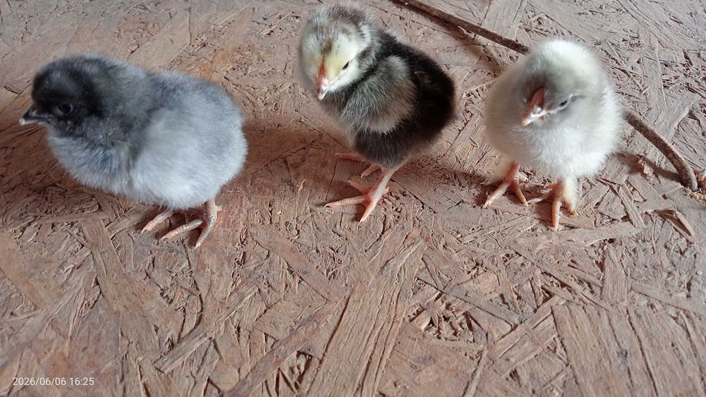 Продам цыплят смешанных пород