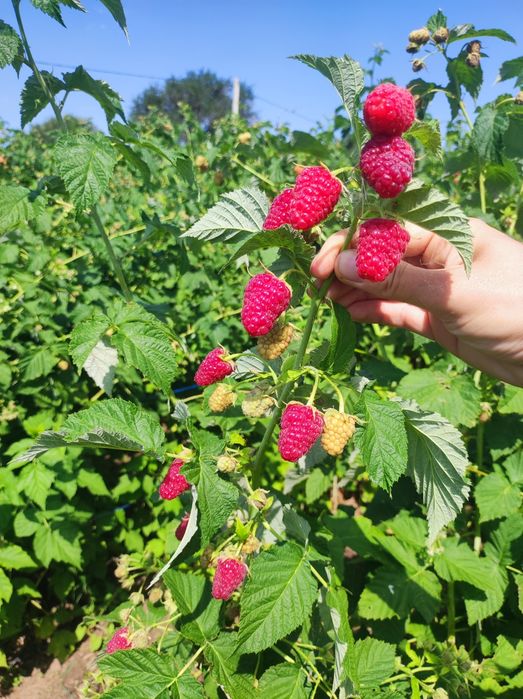 Малина Карамелька