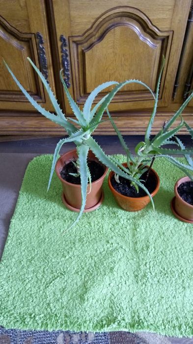 Aloe Vera diverse marimi plante
