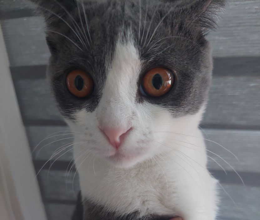 Вислоухий шотландец