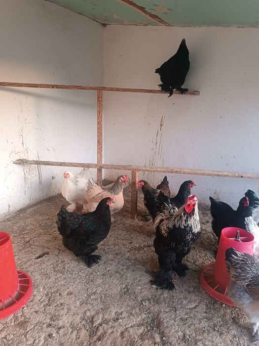 Брама хуроз товуклари билан сотилади