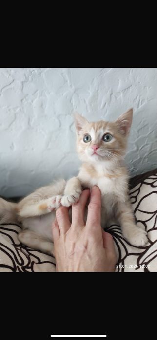 Рыжее солнышко- Мишель!