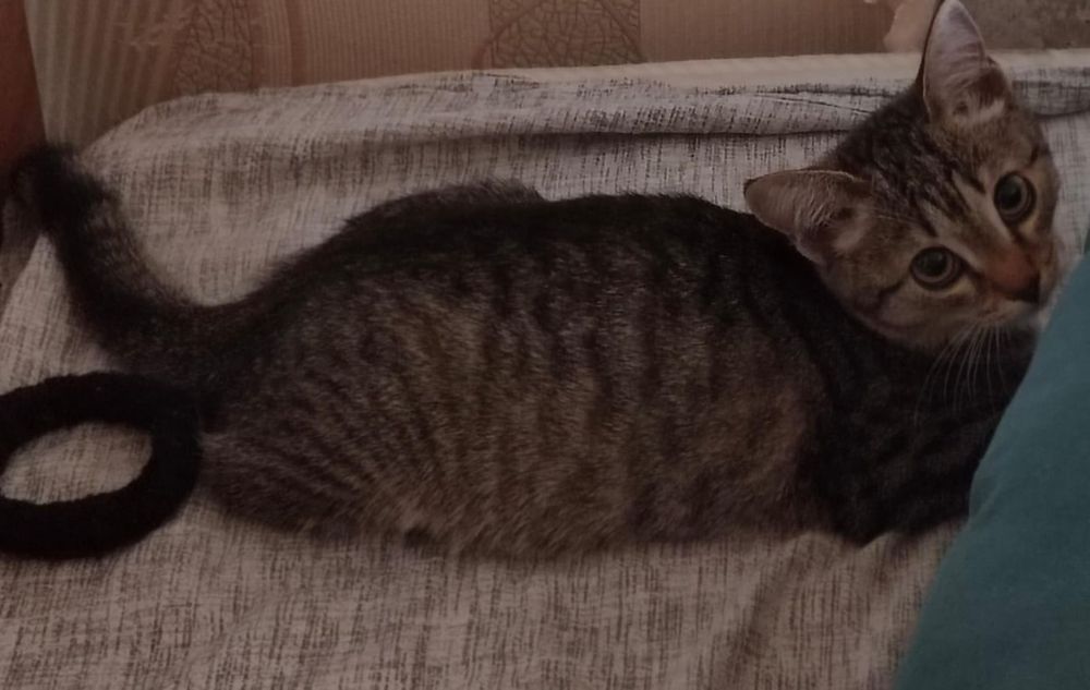 Отдам котенка , бесплатно .