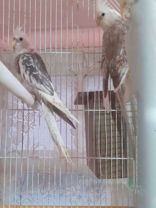 Vând sau schimb doua nimfe Whiteface