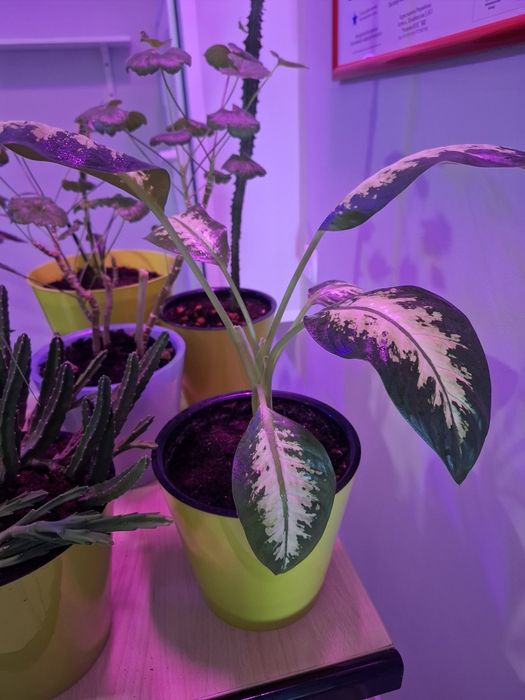 Продам цветы в офис ухоженные