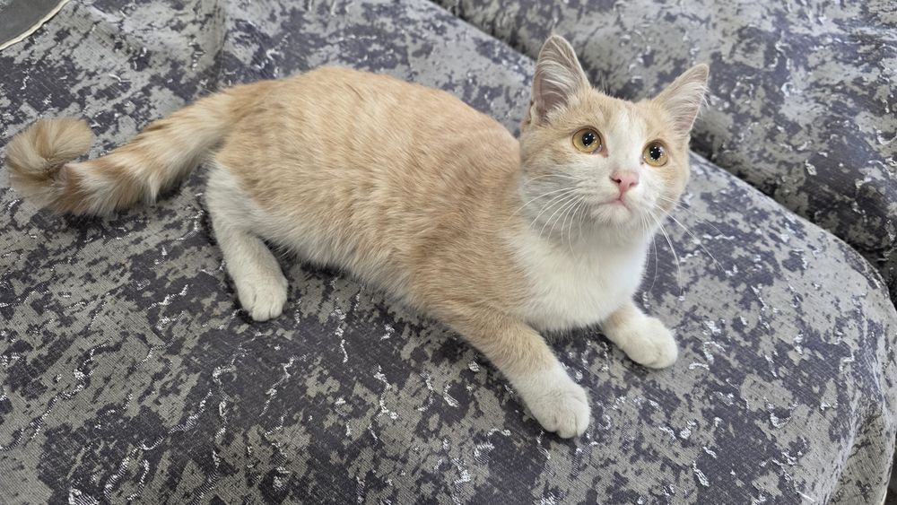 Котенок рыжий денежный игривый