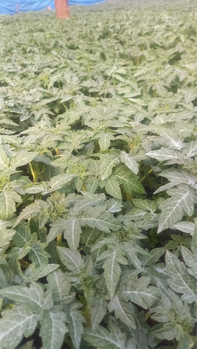 Răsaduri de vînzare