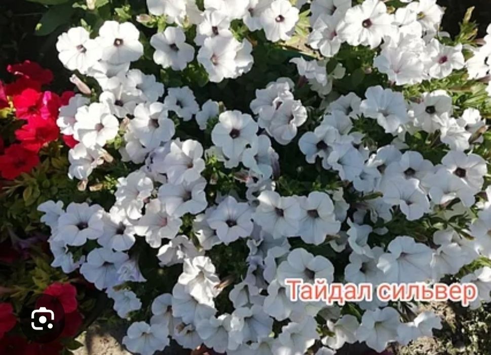 Петуния ампельная ( рассада )