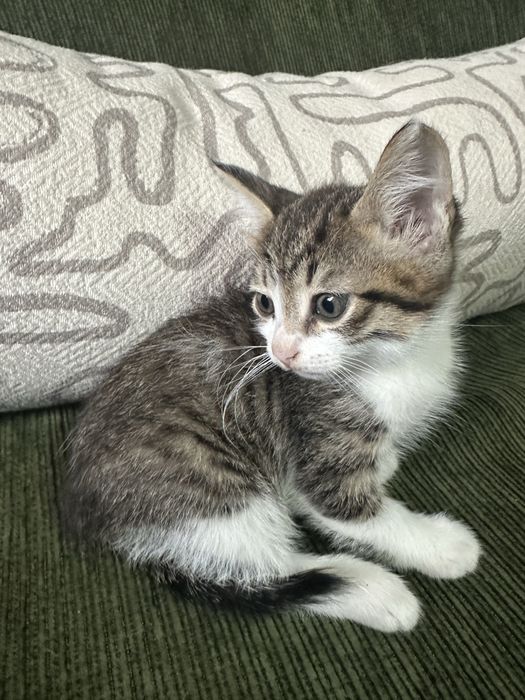 Отдам котят в хорошие руки