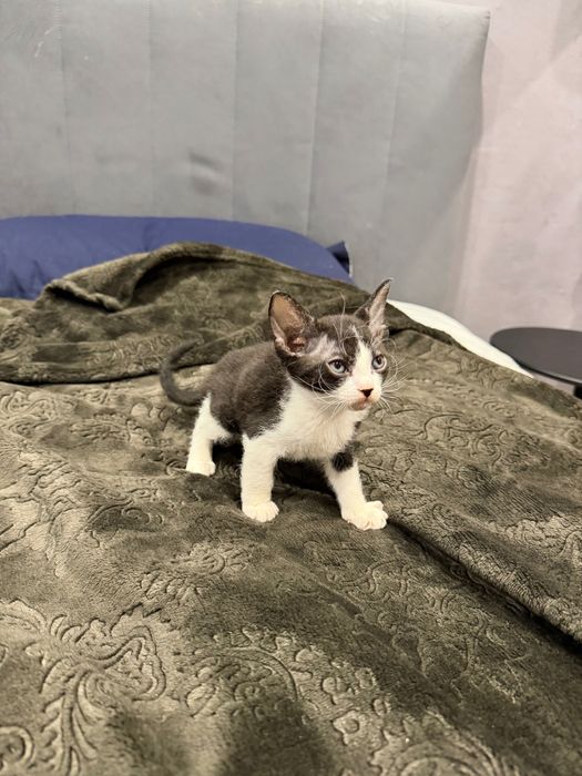 Котенок сфинкс браш