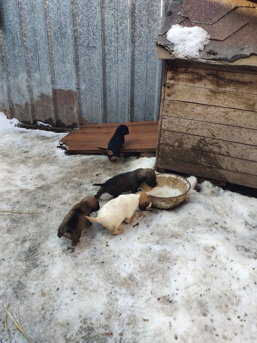 Отдам даром шенков