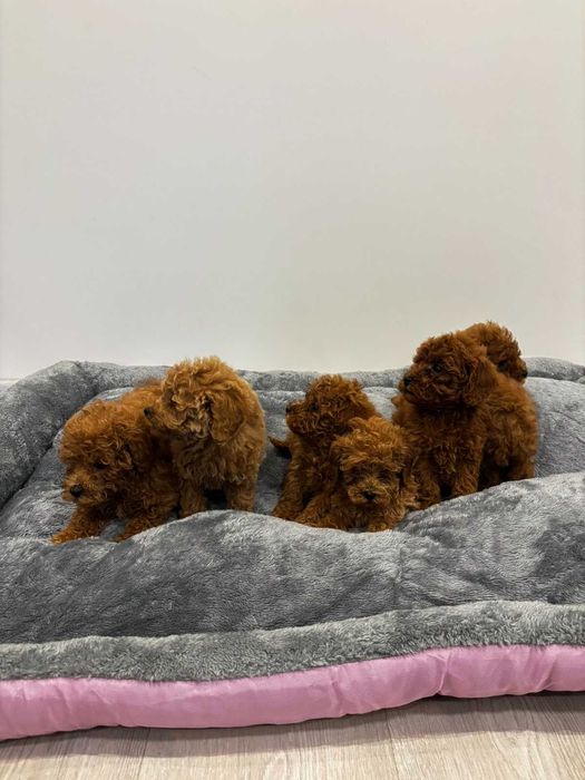 Пудел Мини / Mini poodle