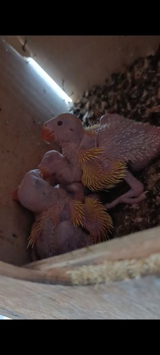 Ажереловый куш сотилади сарик