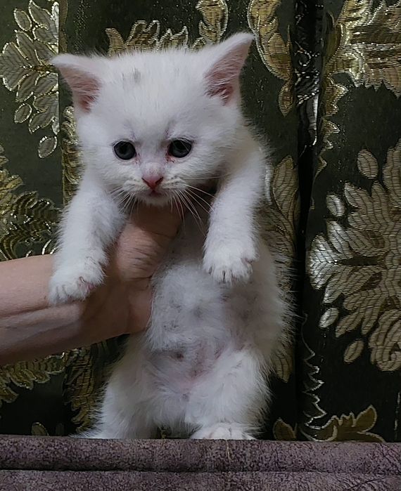 Готовы к продаже котята