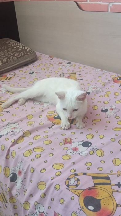 В Добрые руки Бесплатно!