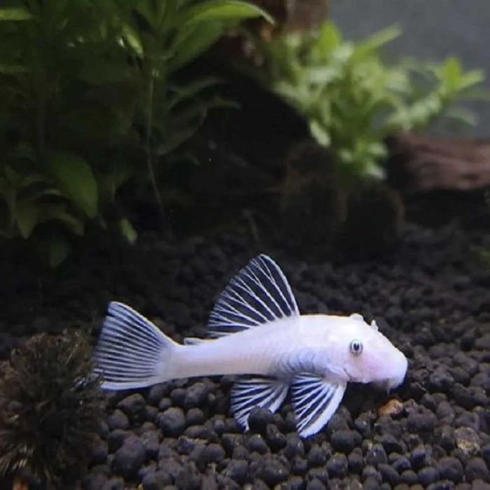 Аквариумный сом "Анциструс"