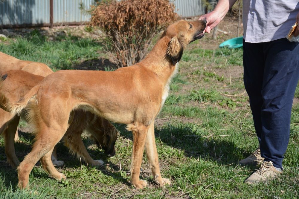 Продается Чистокровная Тазы