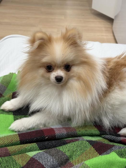 Шпиц,девочка,город Астана