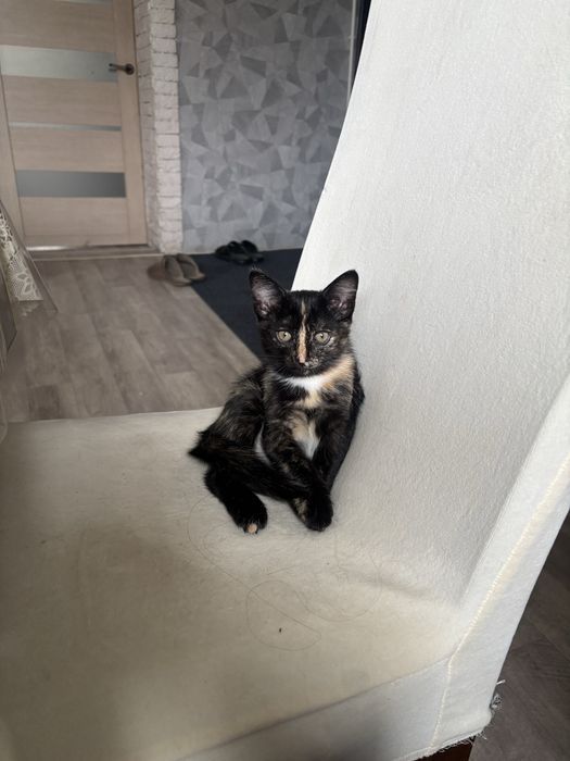 отдам котенка в добрые руки