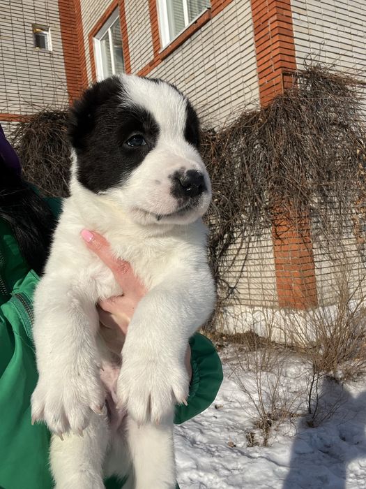 САО щенки в продаже