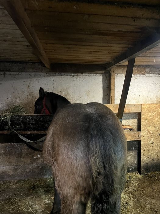 Vand manz sur de 7 luni din cai grei