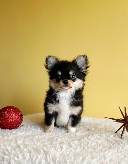 Дългокосместо чихуахуа