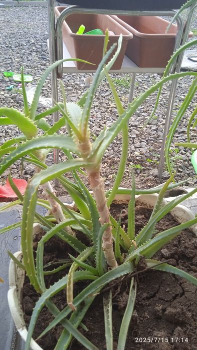 Распродажа. Почти даром.