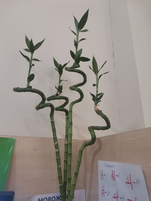 Бамбук драцена сандера