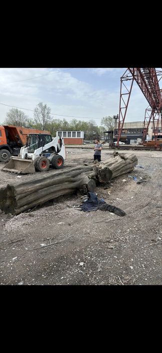 Бревно породы карагача