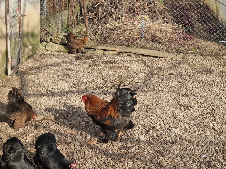 Brahma pitic HD, HDA, Potarnichiu