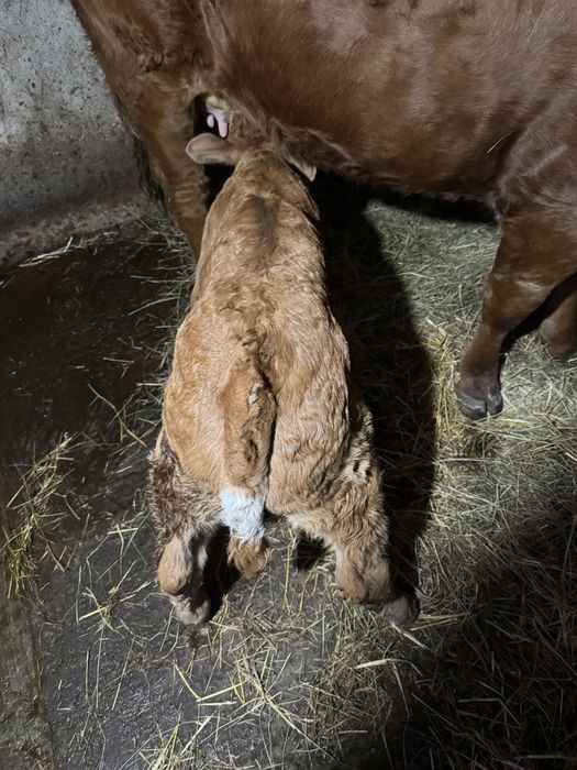 Vînd Tăuraș Limuzin