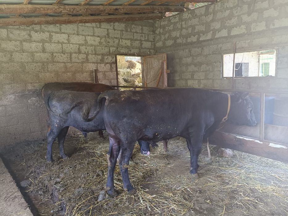 Продам срочно быков.