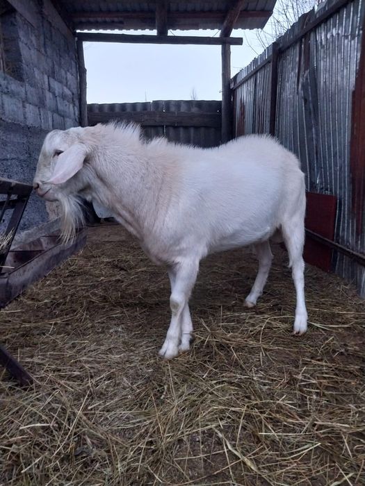 Продается козел Англо-нубийской  пароды.