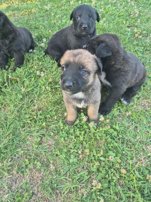 Donez catei rasa malinois