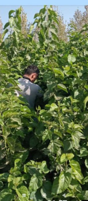 Tut ko'chatlari optom