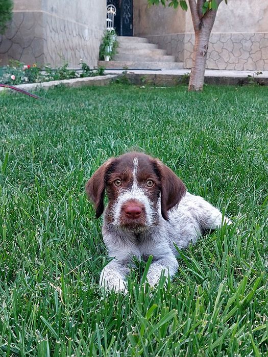 Дратхар шенок сатылады