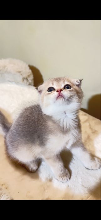 Продаются котятки фолд и британские