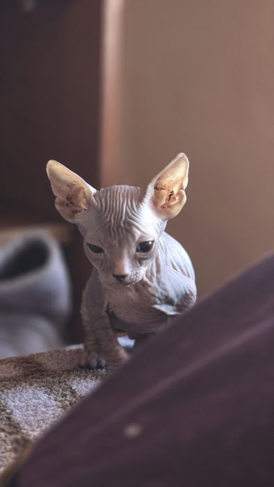 Котенок Донской Сфинкс
