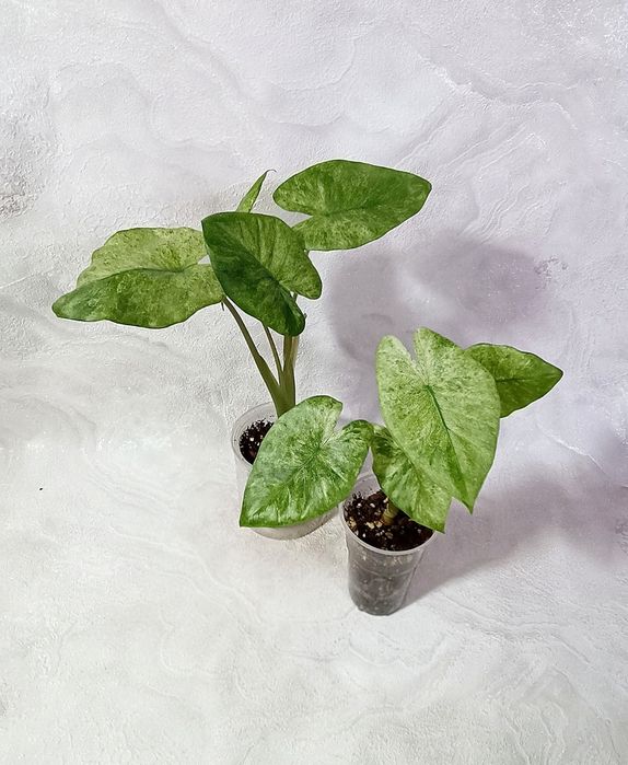 Алоказия Макрориза Камуфляж