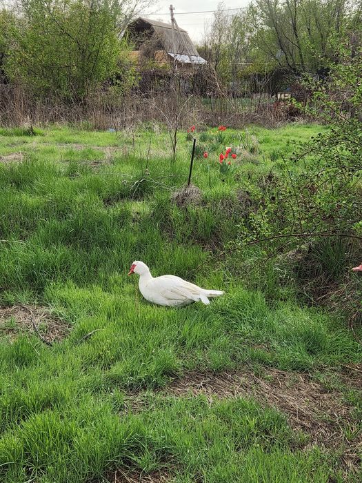 Продам утки шипуны