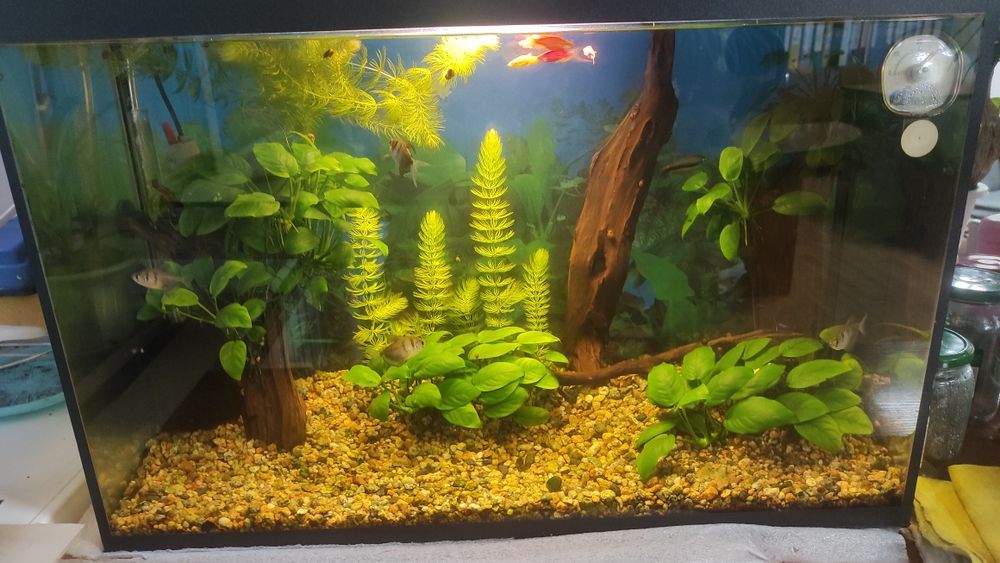 Аквариум 70 литров