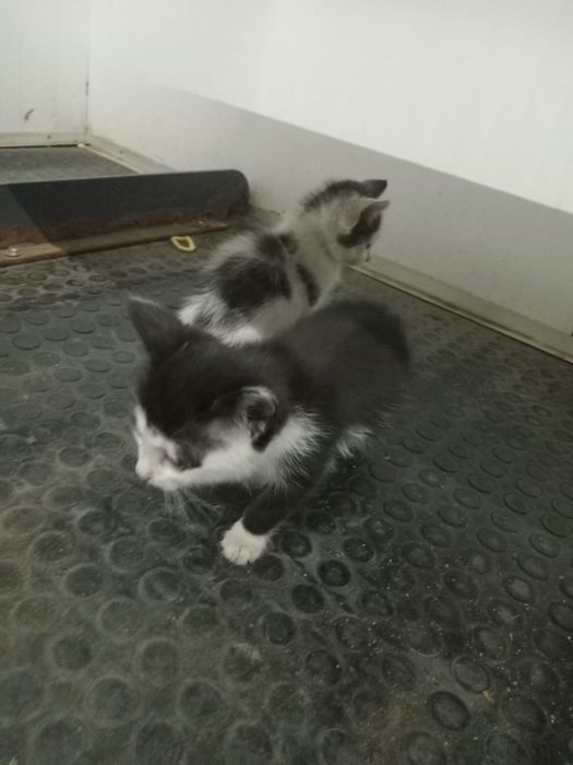 Отдаем котят в добрые руки