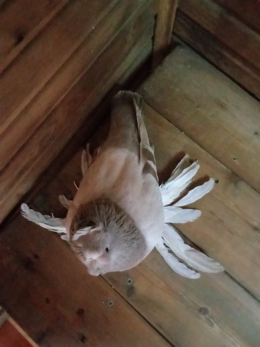 Двухчубая голупка