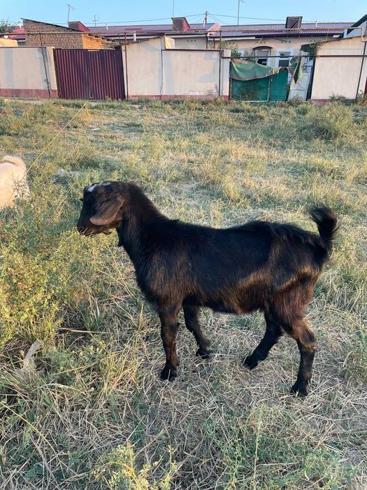 6 ta zanin echkilar sotiladi