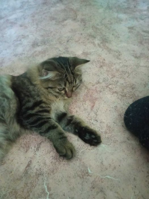 Отдам котят в хорошие руки ,