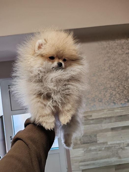 Померан мини  мъжки