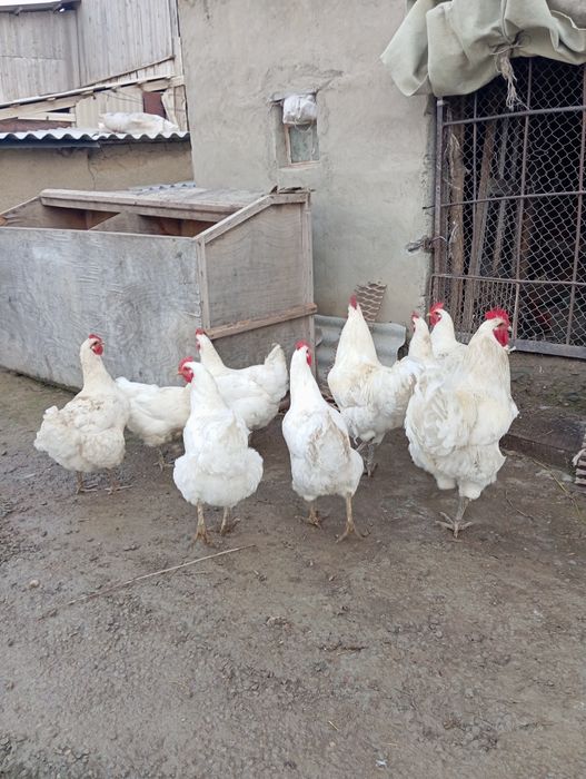 Яйцо белый джерсийский гигант